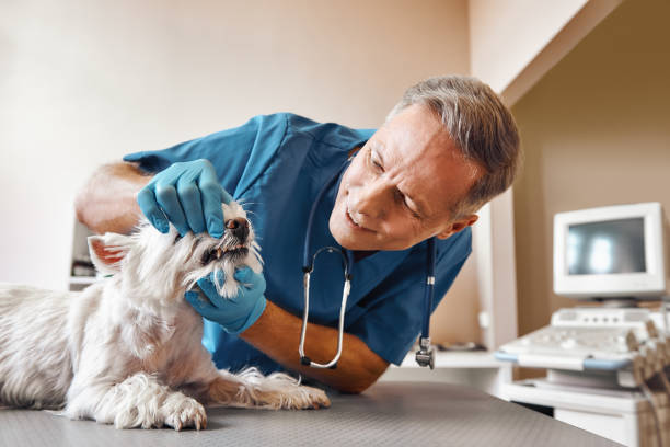 Professional Emergency Dental Service in MS